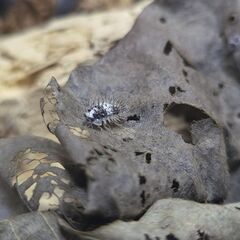 5匹+α ホワイトスカル　ラウレオラ　　亜成体　ダンゴムシ　ワラジムシ　ワラダン　Laureola sp.white skull