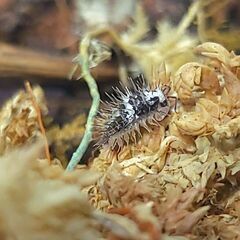 5匹+α ホワイトスカル　ラウレオラ　　亜成体　ダンゴムシ　ワラジムシ　ワラダン　Laureola sp.white skull