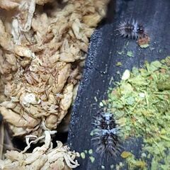 5匹+α ホワイトスカル　ラウレオラ　　亜成体　ダンゴムシ　ワラジムシ　ワラダン　Laureola sp.white skull