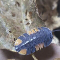 5匹+α ラヴァ メルラネラ 成体 ダンゴムシ ワラジムシ ワラダン