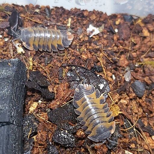5匹+α 　ボルケーノ　メルラネラ　　成体　ダンゴムシ　ワラジムシ　ワラダン　merulanella sp.volcano