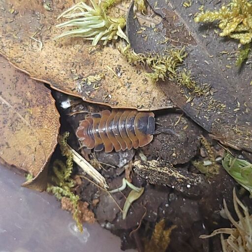 5匹+α ボルケーノ メルラネラ 成体 ダンゴムシ ワラジムシ ワラダン