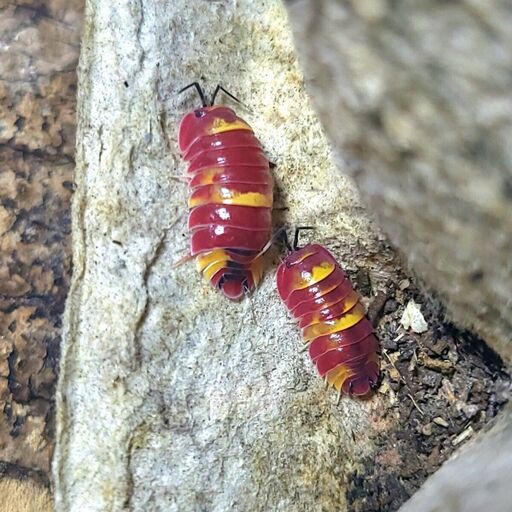 5匹+α 　スカーレット　メルラネラ　　成体　ダンゴムシ　ワラジムシ　ワラダン　merulanella sp.scarlet