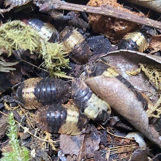 5匹+α マミー成体ダンゴムシワラジムシワラダン (北市卓也) 鶴橋  