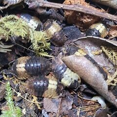 5匹+α 　マミー　成体　ダンゴムシ　ワラジムシ　ワラダン 