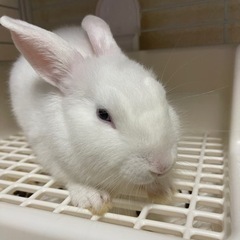 ミニウサギ　ホワイト - 伊達郡