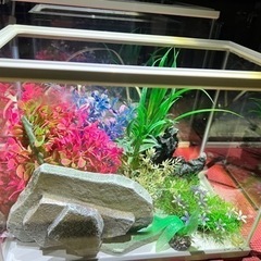 ♦︎水槽 お得 セット♦︎