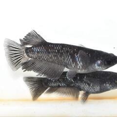 ミッドナイトフリル漆黒　稚魚10匹