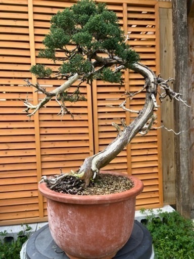 真柏盆栽