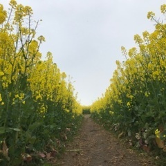 地元飯と絶景と温泉の画像