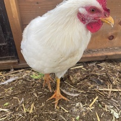 鶏　ニワトリ　オス　複数　5ヶ月　健康　　