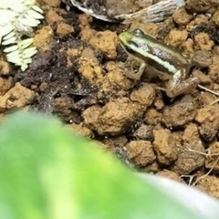 【6月も販売！】ミイロヤドクガエル5匹セット