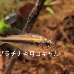 新種の珍カラ