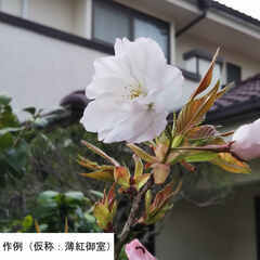 【協力者募集】桜品種改良プロジェクト【苗畑を借りたいです】