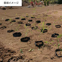 【協力者募集】桜品種改良プロジェクト【相模原近郊等に苗畑を借りたいです】 − 神奈川県