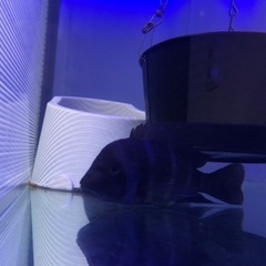 産卵経験ありフロントーサ ザイールブルーモバ ワイルド他