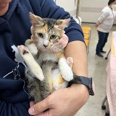 3/10名古屋保護猫譲渡会 - 名古屋市