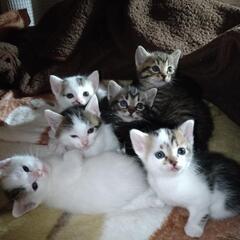 1月27日産まれの6匹の子猫