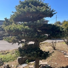 地植え 五葉松 約2.7m