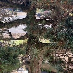 地植え 五葉松 約2.7m