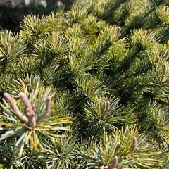 地植え 五葉松 約2.7m