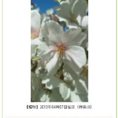 『移植サービス付き❗』めずらしい庭木  つばき品種『千里香（センリコウ）』