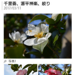 『移植サービス付き❗』めずらしい庭木  つばき品種『千里香（センリコウ）』