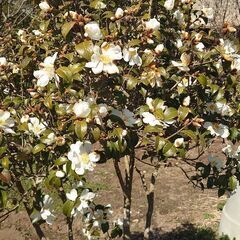 『移植サービス付き❗』めずらしい庭木  つばき品種『千里香（センリコウ）』