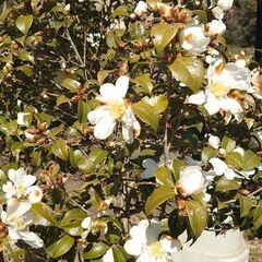 『移植サービス付き❗』めずらしい庭木  つばき品種『千里香（センリコウ）』