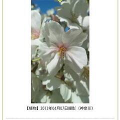 『移植サービス付き❗』めずらしい庭木 つばき品種『千里香（センリコウ）』