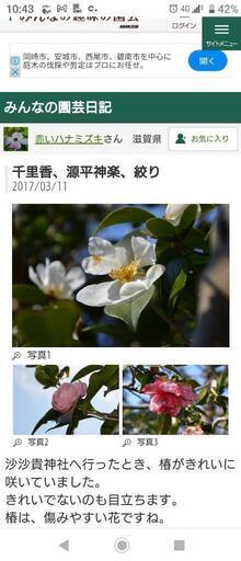 移植サービス付き❗』めずらしい庭木 つばき品種『千里香（センリコウ  