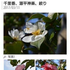 『移植サービス付き❗』めずらしい庭木 つばき品種『千里香（センリコウ）』