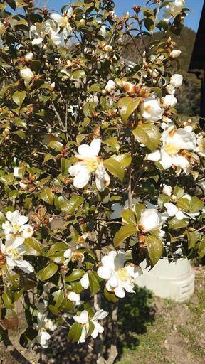 移植サービス付き❗』めずらしい庭木 つばき品種『千里香（センリコウ  