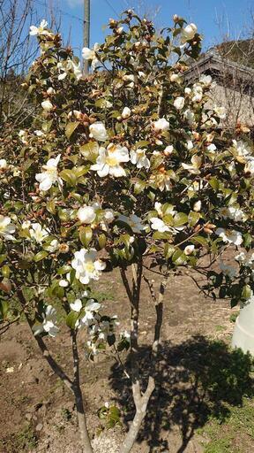 移植サービス付き❗』めずらしい庭木 つばき品種『千里香（センリコウ  