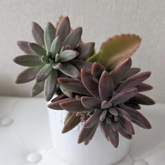 ★多肉植物 寄せ植え★・*グラプトペタルム属シュウレイ秋麗★子宝...