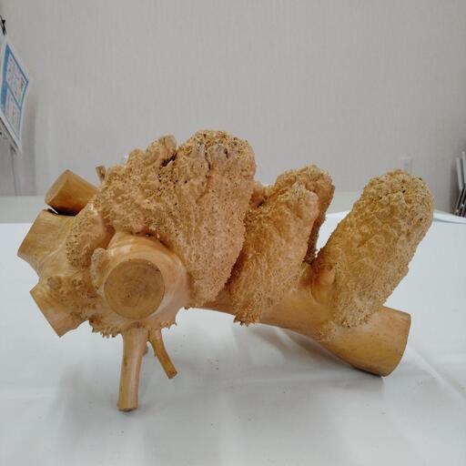 イチョウの木のコブの置物
