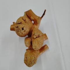 イチョウの木のコブの置物