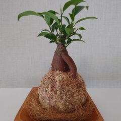 ガジュマル苔玉 受け皿セット