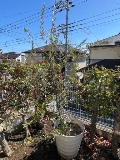 オリーブ