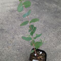 ユーカリ その他の中古が安い！激安で譲ります・無料であげます(7  