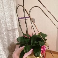 花なし胡蝶蘭　植替えにいかが？