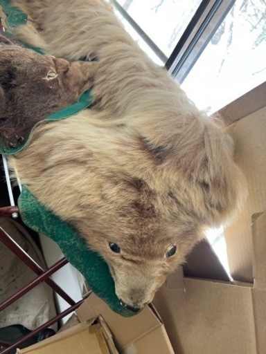 熊の毛皮、剥製？2頭分 熊の毛皮、剥製？2頭分