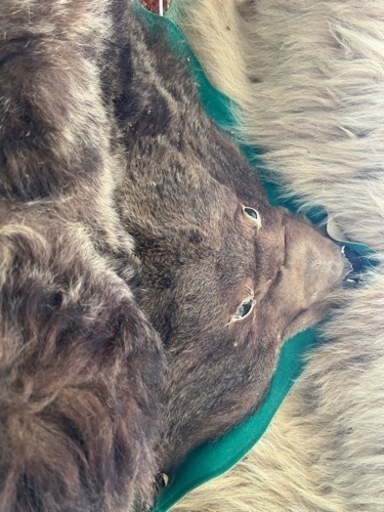 熊の毛皮、剥製？2頭分