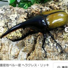 【募集】ヘラクレス成虫『特定種』ペア探してます