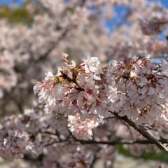 スマホでお写ん歩をしてみたいです