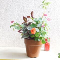 草花の寄せ植え