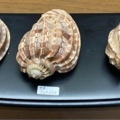 ショクコウラ5種shellコレクション　