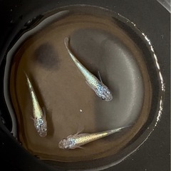 極上ネプチューン　オス2 メス1 若魚　産卵サイズ　A