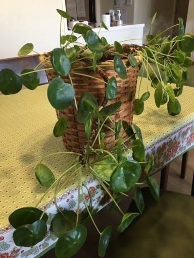 観葉植物ぺぺロアシェイド