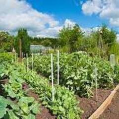 【締切ました】家庭菜園メンバー募集